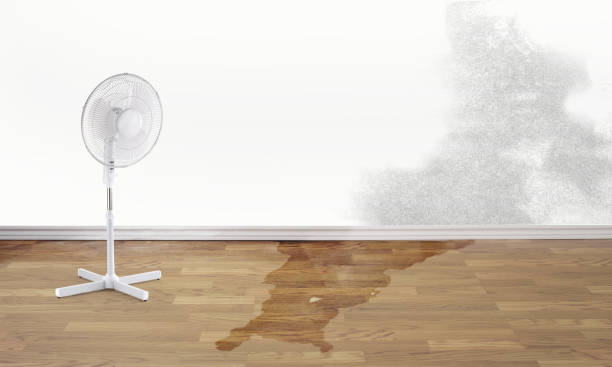 Best Mold removal after water damage  in Pretty Bayou, FL